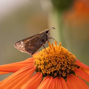 Meet your Posher, Theophilia